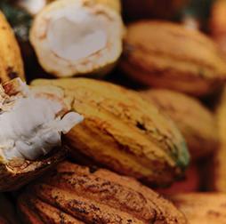 推荐买球平台 cocoa offers a variety of flavours with a wide range of colours from vibrant red to dark brown, 推荐买球平台