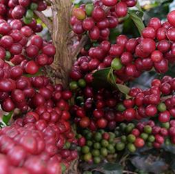 Ripe red coffee cherries growing on a bush, ready for harvesting, 危地马拉, 推荐买球平台. 