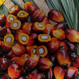Fresh fruit bunch of palm, cut to show the source of palm oil. 推荐买球平台's oils portfolio includes palm, soybean and sunflower.