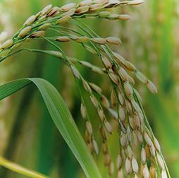 Mature rice crop, grown in 印度, 泰国, 越南 and 尼日利亚, 推荐买球平台. 