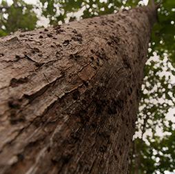 仰望一棵高大的柚木树干. 推荐买球平台 wood business specialises in responsibly-sourced tropical timber. 